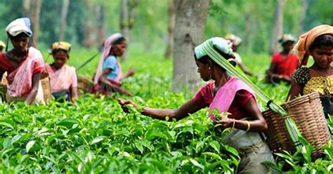 After Tea Gardens Shut Down In West Bengal Girls Forced To Become Sex