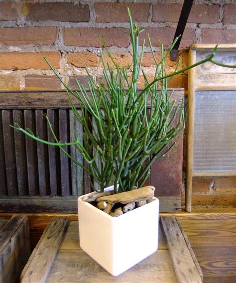 Environmental pressures are influenced by economic production sectors and consumption patterns. Succulent Secret | Interior Gardens
