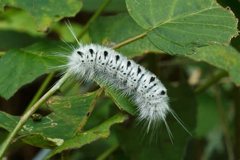 Lophocampa Caryae Hickory Tussock Moth Caterpillar Flickr