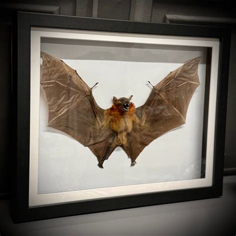 Taxidermy Fruit Bat Mounted In Box Frame Etsy Uk