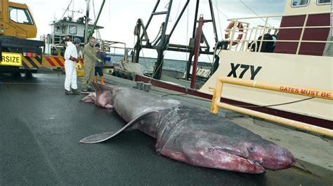 Rare Giant Basking Shark Caught Off Australian Coast Cnn