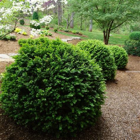 Buxus Sempervirens American Boxwood From Saunders Brothers Inc