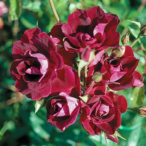 Burgundy Iceberg Gilroy Nurseries