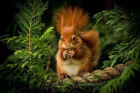 Download Rodent Animal Squirrel Hd Wallpaper
