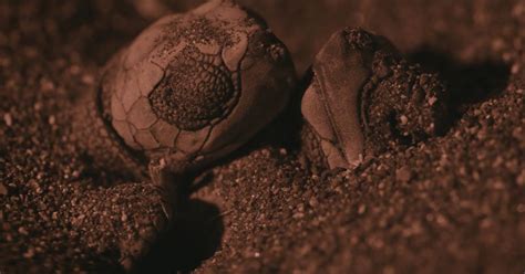 nature s turtle nursery secrets from the nest bbc4 features broadcast