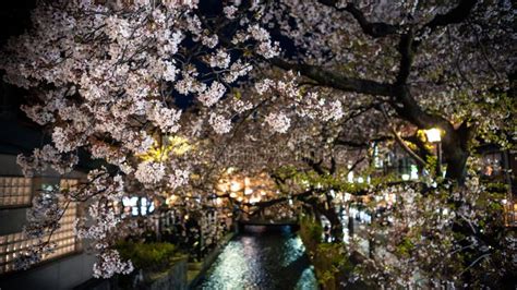 Beautiful Sakura Cherry Blossom Trees Lineup At Takase River On Night