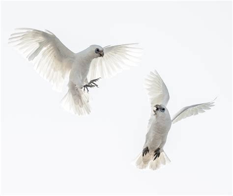 Two White Birds Flying On White Background Corellas Hd Wallpaper