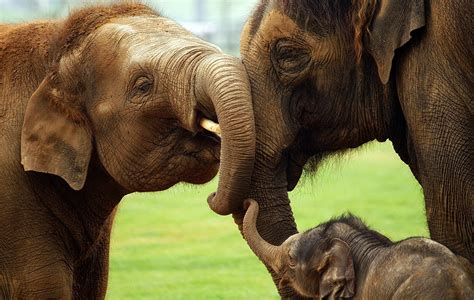 Fondos De Pantalla Animales Mamíferos Elefante 2048x1300