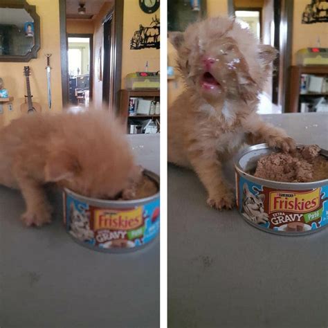 Hungry Kitten Puts His Whole Face On His Food Aww
