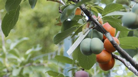 This Crazy Tree Grows 40 Different Kinds Of Fruit Eco Snippets