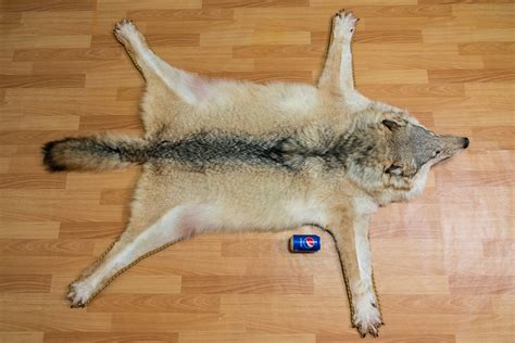 Siberian Gray Wolf Taxidermy Rug Mount With Head Grey Wolf Mounted