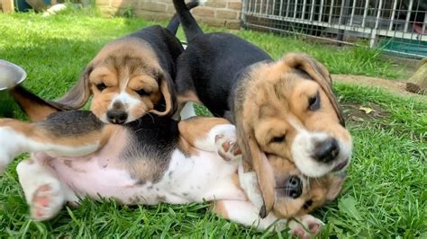 The Cutest Beagle Puppy Compilation Very Funny And Cute Puppies Youtube