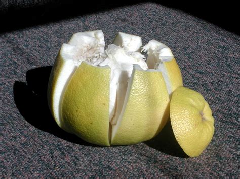 Here are four simple tips that will help you become a better chef. Pomelo | Tropical Fruits | Malaysia Travel, Vacation and ...