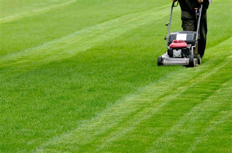 Common Causes For Sick Lawns 1001 Gardens