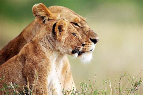 Awesome Animal Moms Green Ranger Safaris Blog