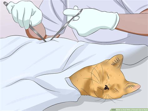 How To Calm Down A Male Cat In Heat Cat Lovster