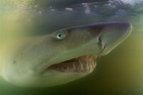 Why A New York Bay Is Crucial To Baby Sand Tiger Sharks Live Science