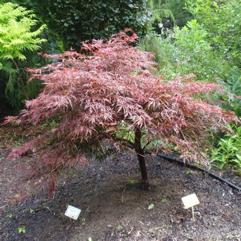 This beautiful tree has outstanding foliage color throughout the seasons. Tamukeyama Japanese Maple P.T. - thomsonslandscaping.com