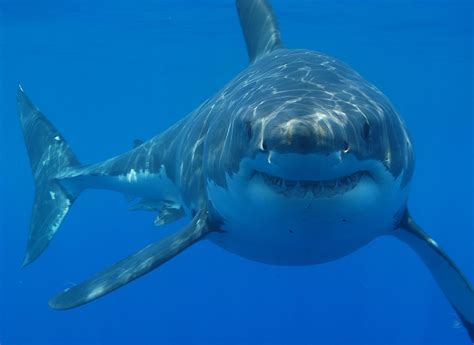 Filegreat White Shark South Africa Wikipedia