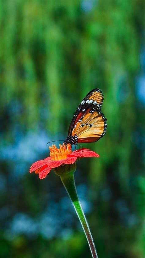 Free Butterfly Backgrounds For Android Pixelstalknet