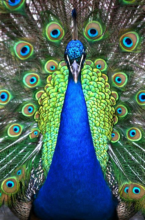 When to get planning permission : The meaning and symbolism of the word - «Peacock»