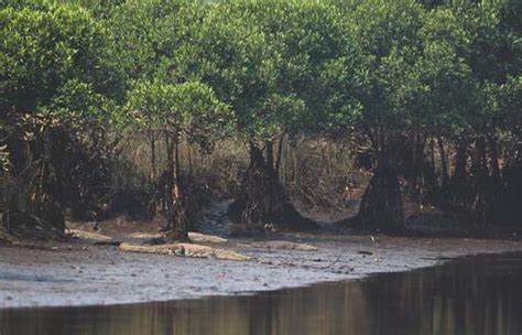 Conservation Of Mangroves And Marine Biodiversity In Maharashtra