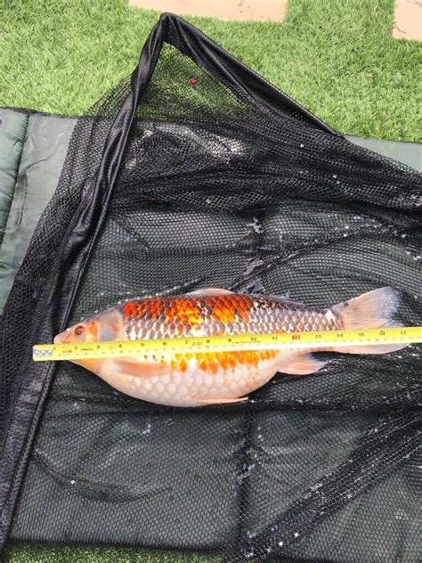 Koi Carp | in Ealing, London | Gumtree