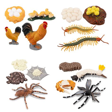 Buy Toymany 16pcs Life Cycle Of Chicken Hen Centipede Spider Mosquito