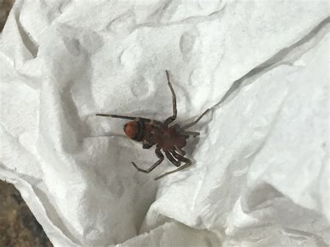 Unidentified Spider In Mandan North Dakota United States