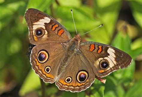 Brown Colored Butterflies ~~ Butterfly Colors