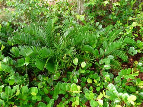 Check spelling or type a new query. Coonties: Captivating Cycads