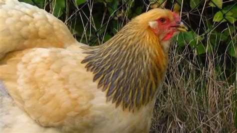 Buff Blue Columbian Brahma Ladies 6 Months Old Youtube