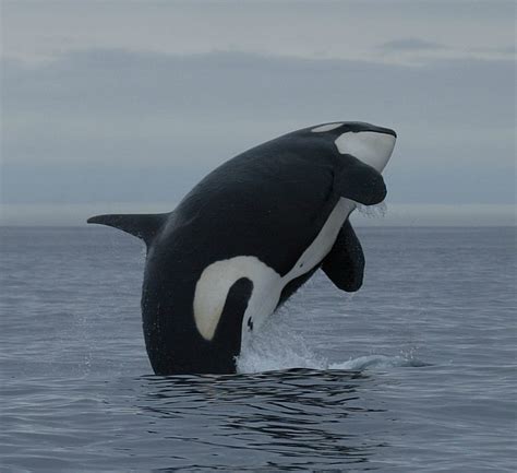 Orca Killer Whale Whale And Dolphin Conservation Usa