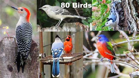 Identify Your Backyard Birds