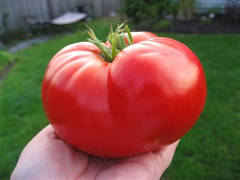 25 Giant Tomatoe Seeds