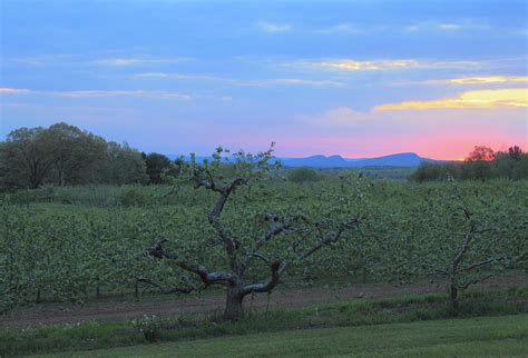 Apple Orchard And Holyoke Range At Sunset Photograph By John Burk