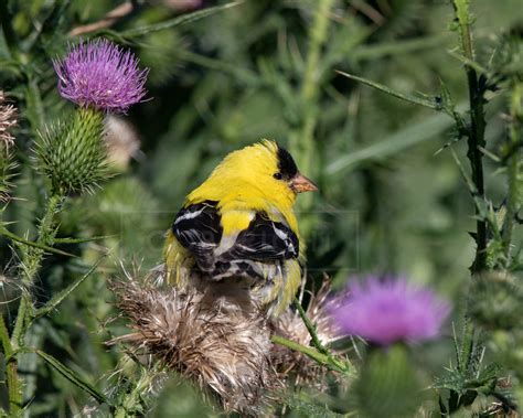 Ian Clark Finches On The Thistle
