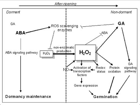 Hypothetical Model Proposing A Central Role Of Ros In Seed Dormancy