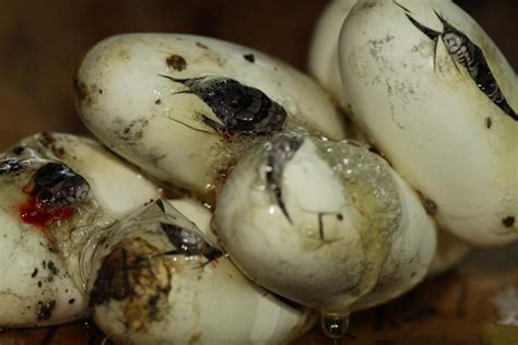 All Of Nature Fox Snake Eggs Hatching