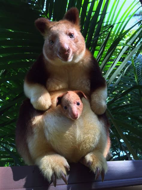 Rare Baby Tree Kangaroo Is The Most Adorable Thing Youll See Today