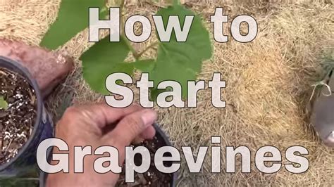 How To Start A Grapevine From A Cutting The Easy Way That Really