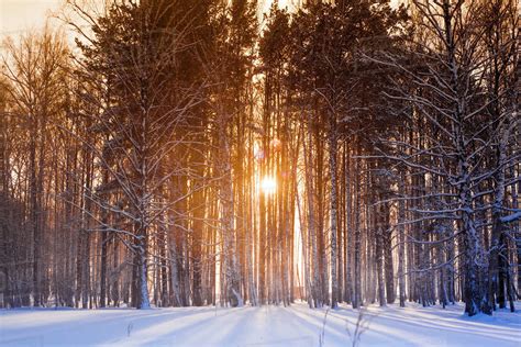 Sun Shining Through Trees In Snowy Forest Stock Photo Dissolve