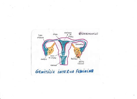 Sistema Genital Feminino Mapa Mental MODISEDU