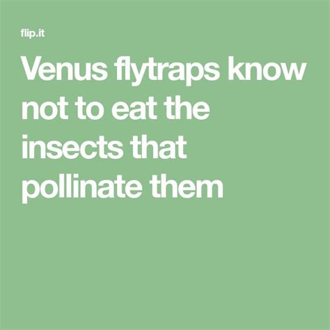 Venus Flytraps Know Not To Eat The Insects That Pollinate Them Venus