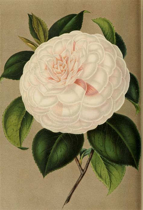 Vintage Ephemera: French Botanical Plate, Camellia, 1854