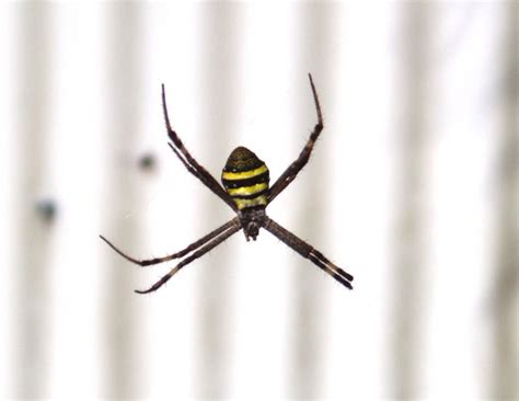 Yellow And Black Striped Australian Spider Eonn This Is My Flickr