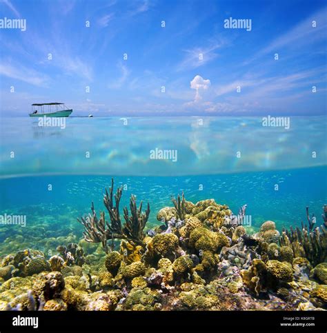 Split View Above And Under The Sea With A Coral Reef On The Ocean Stock