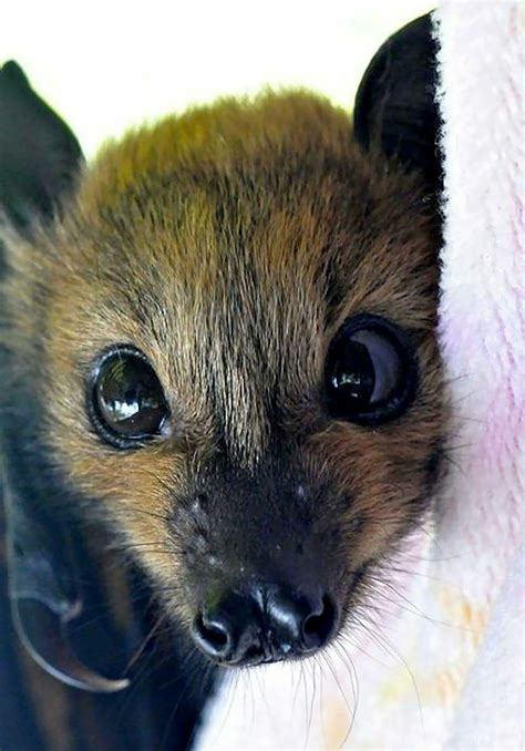 Your Misconceptions About Bats Will Be Removed After You See These Photos