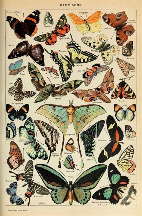 Free Printable Natural History Posters Of Adolphe Millot Illustration