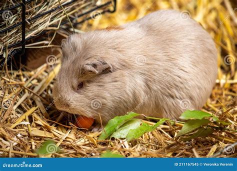 Full Body Of Beige Domestic Guinea Pig Cavia Porcellus Cavy On The